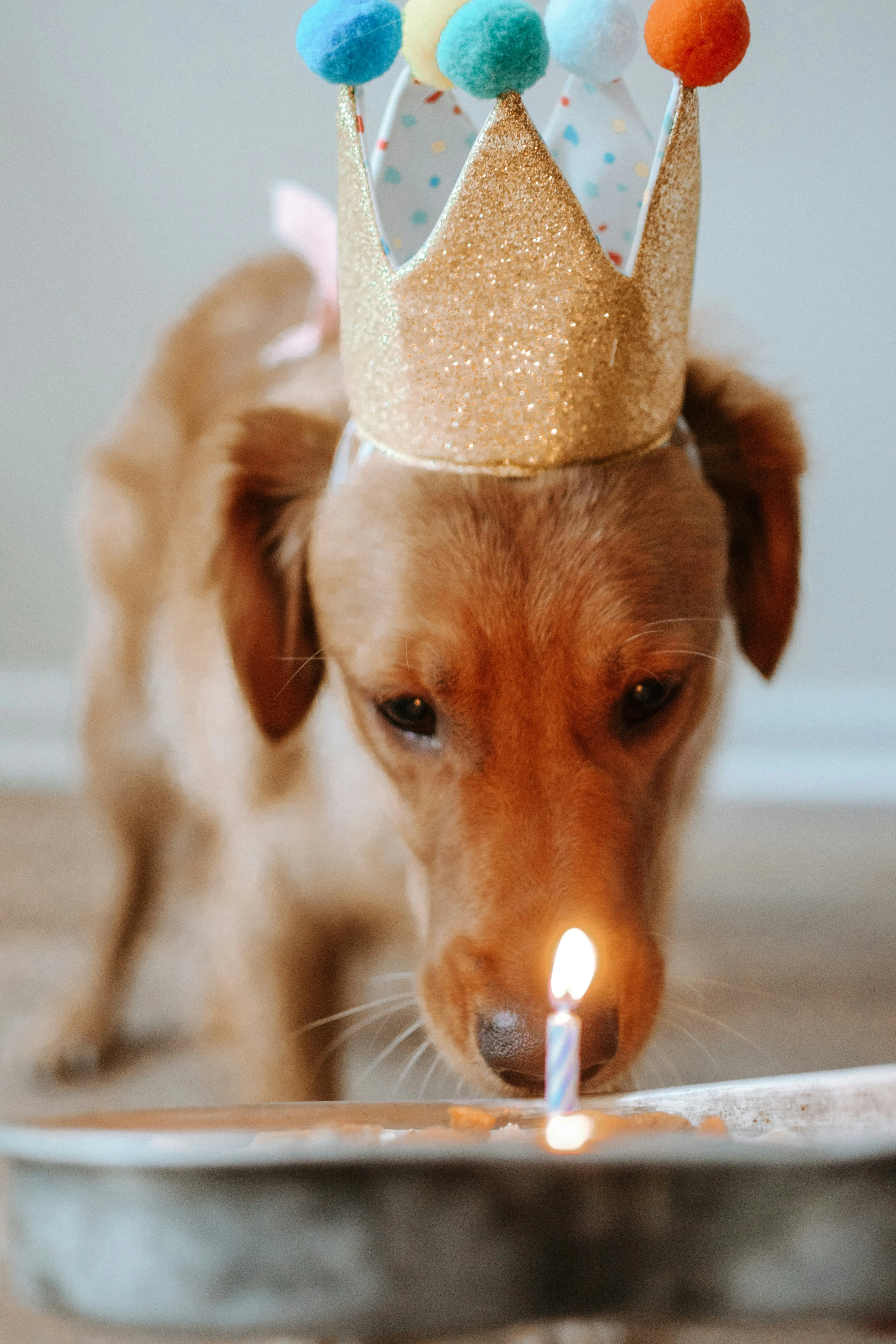 Bígl narozeninová oslava