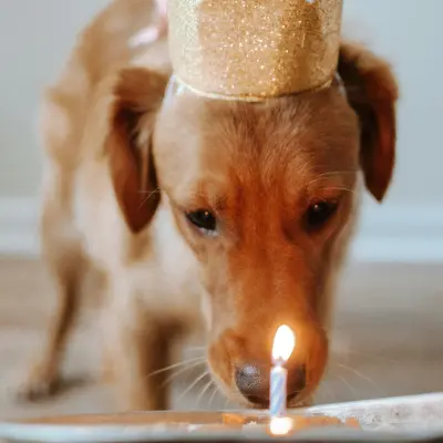 Bígl narozeninová oslava