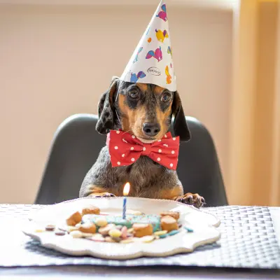 Jezevčík s čepicí