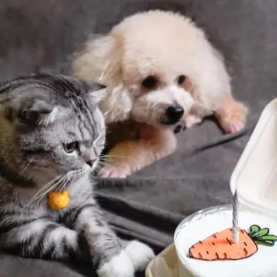 Kočka a pes s dortem na oslavě