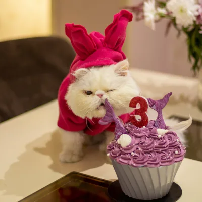 Kočka s cupcake mořská panna