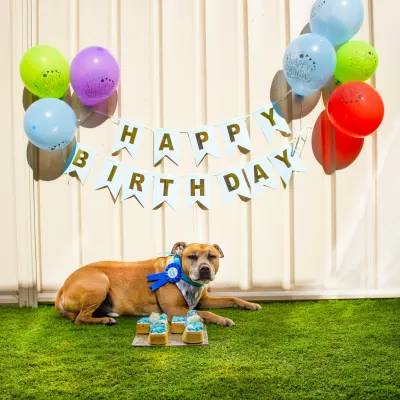Pes narozeninová oslava
