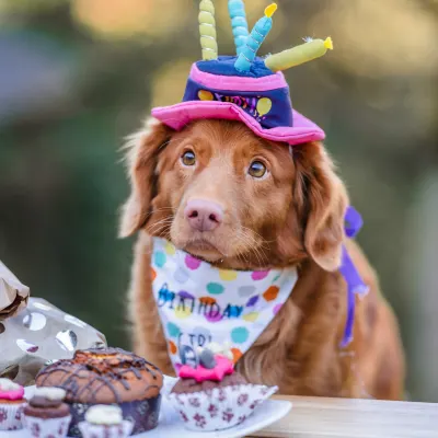 Pes s párty čepicí