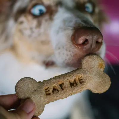 Psí pochoutka kostička